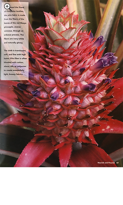 Magazine page with a Red Spanish Pineapple